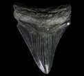 Serrated, Fossil Megalodon Tooth - Georgia #65784-1